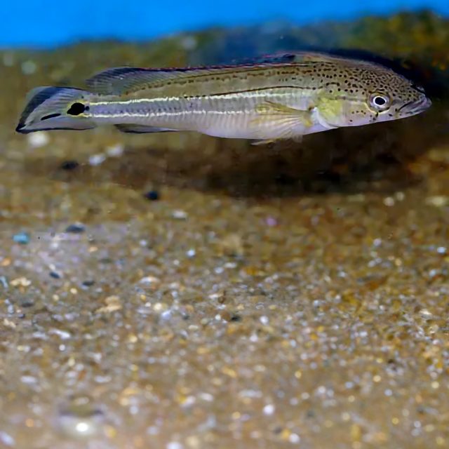 Crenicichla Strigata pueden alcanzar una longitud total de hasta 20 cm. Tienen un cuerpo alargado y comprimido lateralmente, con aletas dorsales y anales puntiagudas.
