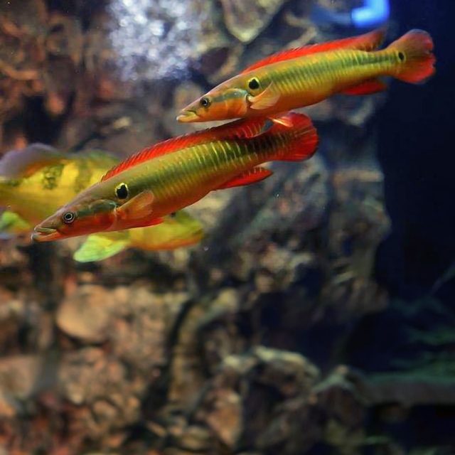 El Crenicichla zebrina alcanza aproximadamente los 25 cm de longitud, aunque los machos dominantes pueden llegar a medir hasta 30 cm. Este pez exhibe una coloración bicolor, con un cuerpo predominantemente naranja y plateado.