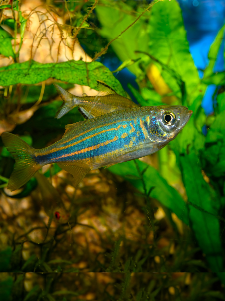 Danio Gigante Devario Aequipinnatus Jr Tropical Fish