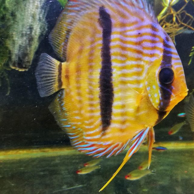 Este pez se distingue por una notable "quinta" franja oscura y tiene variedades en rojo y azul. Nombrado en honor al ictiólogo Johann Jacob Heckel, es el disco más desafiante de cuidar debido a su preferencia por aguas más blandas, de pH más bajo y más cálidas en comparación con otras especies.