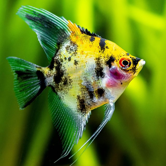 Escalar Koi americano con coloración similar a una carpa Koi, es decir, con el cuerpo blanco salpicado de manchas que pueden ser de distintas combinaciones de negro, rojo, anaranjado o amarillo.