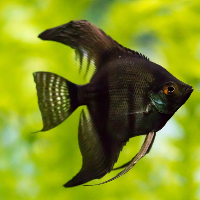 Escalar Negro Azul: el ideal es completamente negro, pero por lo general presentan zonas más claras en el cuerpo, con tonos azules