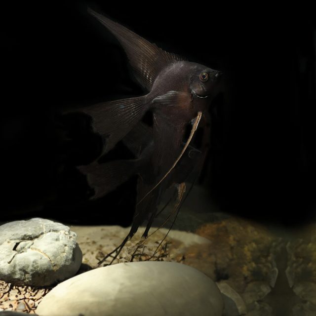 el Escalar Negro Velo es gregario y territorial, viviendo en grupos jerarquizados donde un mínimo de 4 individuos es necesario para mitigar la agresividad causada por la jerarquización.