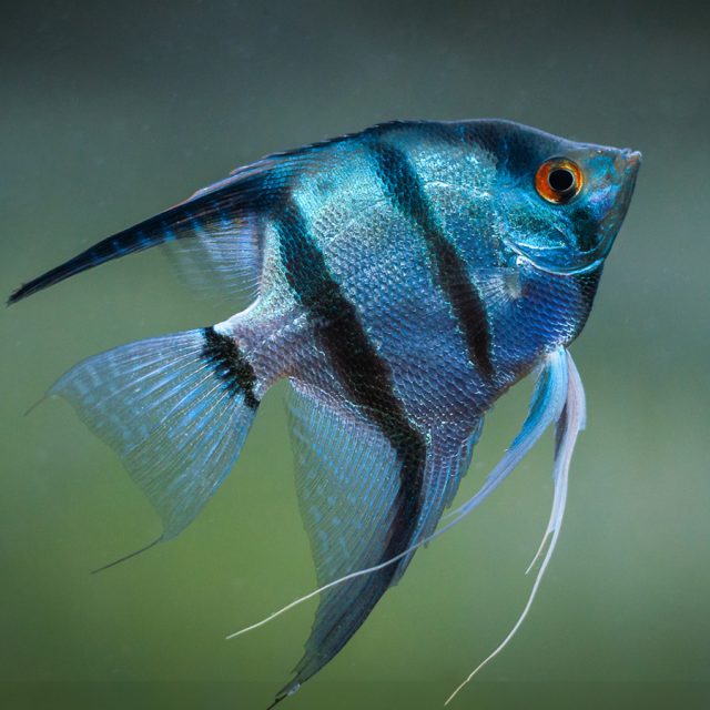 Escalar Pynoy: con reflejos y brillos fluorescentes naturales en la piel, de color azulado.