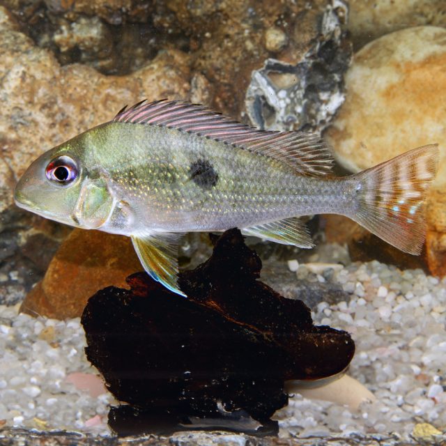 Los adornos adicionales para los Geophagus Dicrozosters on tanto cuestión de gusto personal como cualquier otra cosa, pero las configuraciones más preferidas tienden a presentar una iluminación relativamente tenue además de algunos trozos de madera a la deriva y raíces o ramas dispersas.