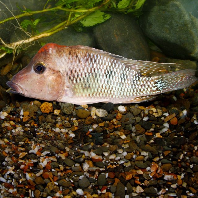 La forma del Geophagus steindachneri es robusta y alargada, similar a la del género Aequidens, pero con la presencia de un lóbulo en el primer arco branquial y una joroba roja que los machos lucen, siendo estos más altos que las hembras.