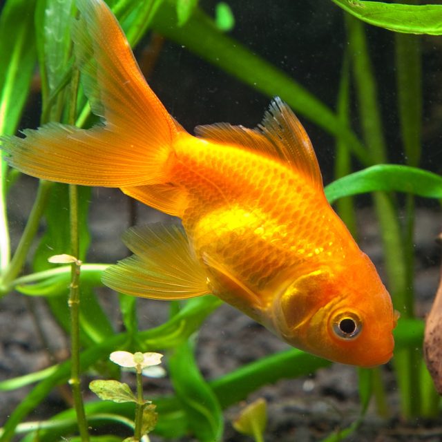 El Goldfish común, también conocido como Carassius auratus auratus, es uno de los peces más reconocibles y populares en el mundo de la acuarística.