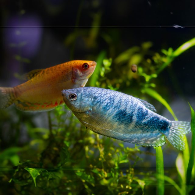 La coloración de la Trichogaster Trichopterus varía entre tonos azules, lilas y verdes azulados, con tres puntos negros característicos: uno en el centro del cuerpo, otro en la aleta caudal y otro en el ojo del pez.