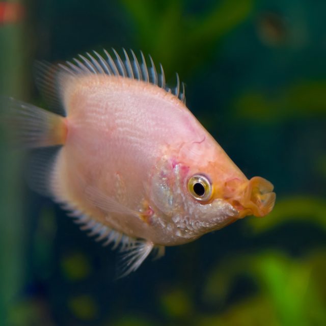 El Helostoma temminckii conocido como Gourami besador, presenta un cuerpo alargado y redondeado con una coloración generalmente plateada o plateada rosada, con tonos más oscuros en la parte superior del cuerpo y tonos más claros en la parte inferior.
