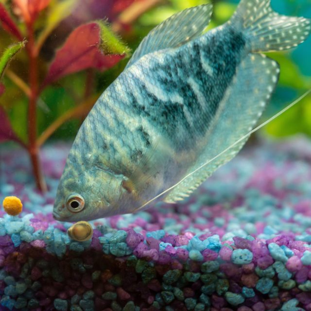 El Gourami Opalino es apto para un acuario comunitario, no debe ser asociado con peces demasiado activos ni con barbos, ya que estos últimos tienen la tendencia a tirar de los barbillones del gurami.