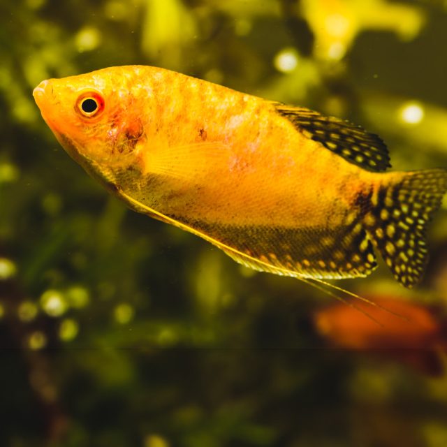 El Gourami Dorado territorial, especialmente entre machos jóvenes, que pueden mostrarse agresivos entre ellos. A medida que maduran, pueden volverse agresivos incluso con otros peces, mientras que las hembras suelen ser más tranquilas.