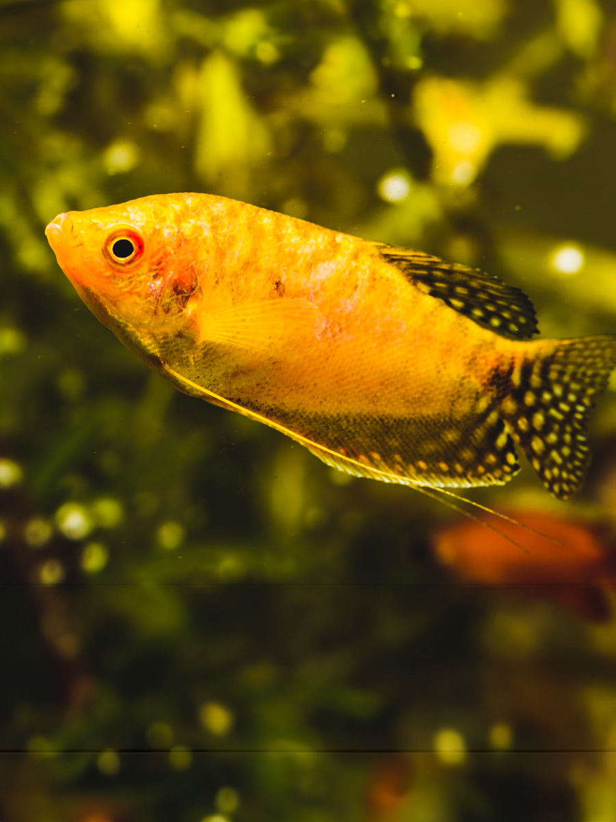 El Gourami Dorado territorial, especialmente entre machos jóvenes, que pueden mostrarse agresivos entre ellos. A medida que maduran, pueden volverse agresivos incluso con otros peces, mientras que las hembras suelen ser más tranquilas.