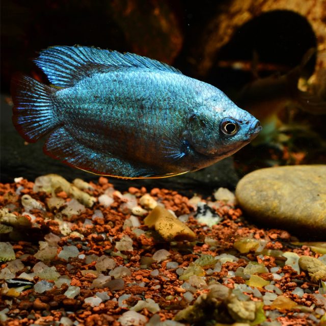 Gourami Enano Azul se pueden mantener en acuarios comunitarios con peces tranquilos y pacíficos. Es recomendable mantenerlos en parejas o grupos con un solo macho para evitar conflictos.