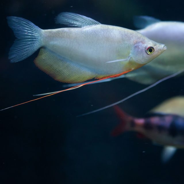 Trichopodus Microlepis es principalmente pacífico, tímido y territorial, especialmente con otros laberintidos. Los machos tienden a ser agresivos entre ellos