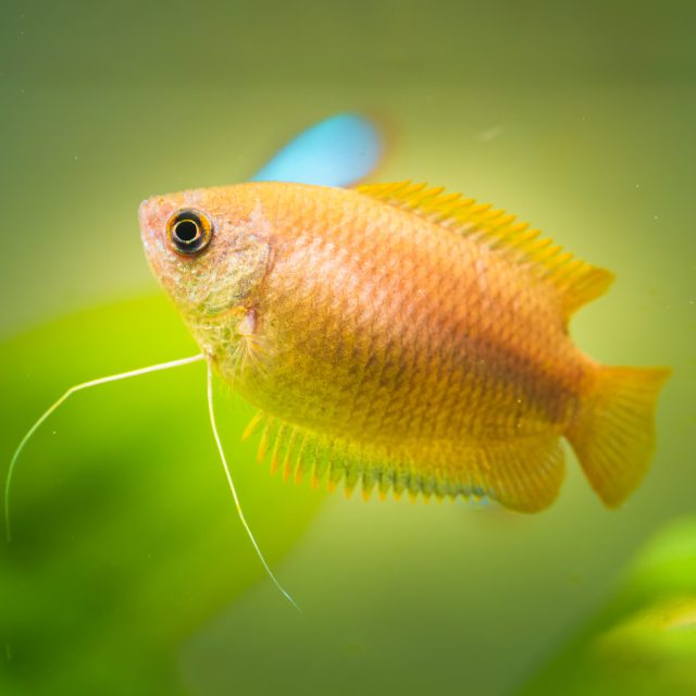 el Trichogaster Chuna se encuentra en áreas con abundante vegetación acuática y materia orgánica en descomposición, como pantanos y pequeños pozos de agua durante la estación seca.