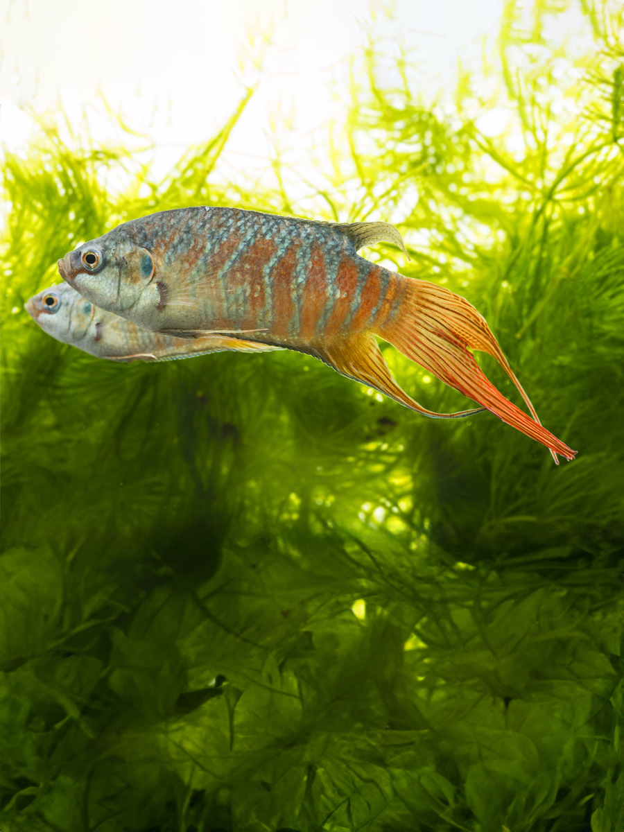 Macropodus Opercularis esta especie puede ser alimentada con alimentos secos, alimentos frescos y alimentos congelados. Para evitar deficiencias, se recomienda variar el tipo de alimento.