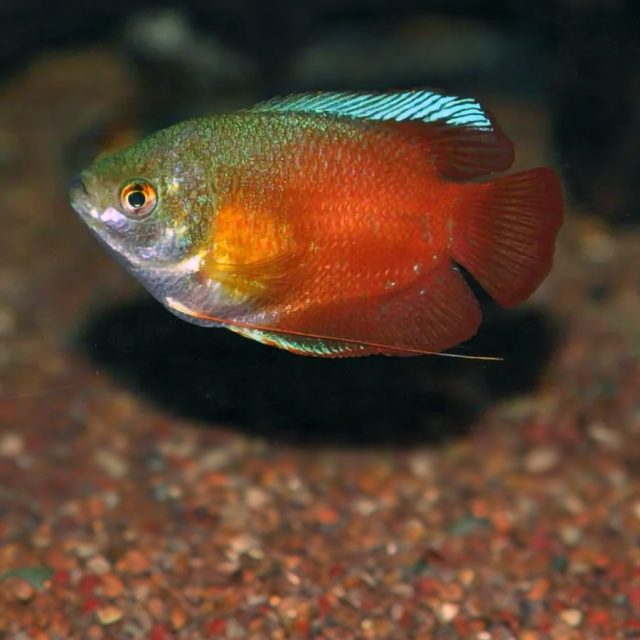 Trichogaster Lalius son tímidos y territoriales, especialmente durante la época de reproducción cuando los machos pueden ser agresivos entre sí.