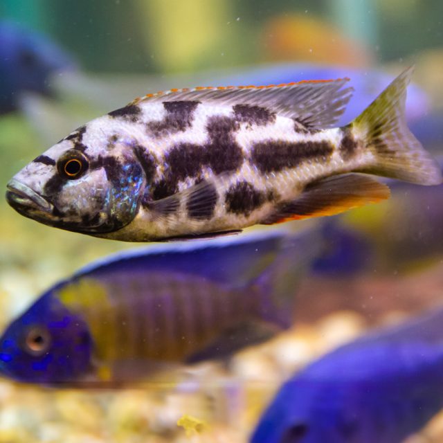 Haplochromies livingstonii tiene un comportamiento, es un depredador instintivo que muestra paciencia y estrategia en la caza. Se muestra pacífico únicamente con especies de mayor tamaño que no constituyan presas potenciales.