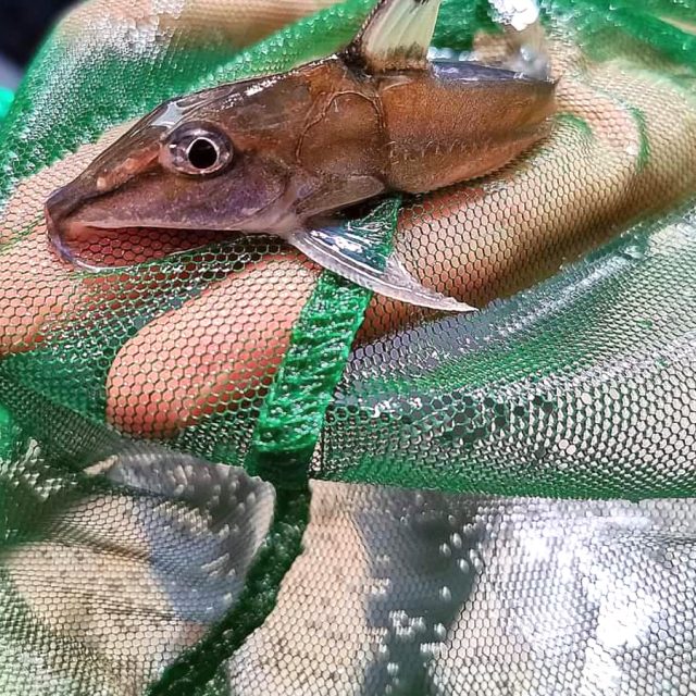 Hassar Orestis tiene un cuerpo alargado y comprimido lateralmente, similar a una sierra, de ahí su nombre común.