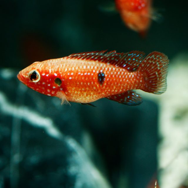 Hemichromis bimaculatus conocido como ciclido Joya. Su tonalidad de fondo varía desde un marrón oscuro hasta uno más claro en la parte dorsal, con destellos verdosos.