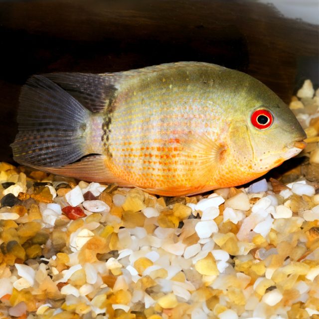 la coloración del Heros severus varía de marrón a verde oliva y de rojizo a dorado. Algunos ejemplares tienen 8 o 9 bandas verticales, que pueden ser más o menos visibles dependiendo del estado de ánimo del pez.