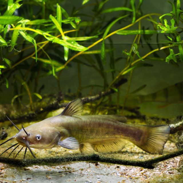Ictalurus punctactus es generalmente delgado y sobre todo gris azulado.  Los lados pueden ser azules o plateados ligeramente con los puntos negros dispersos, y el vientre es blanco.