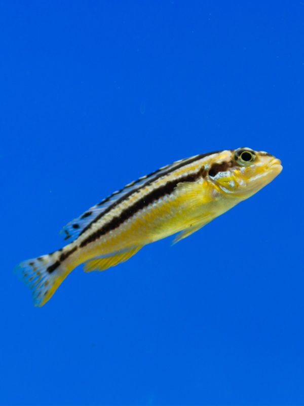 Ciclido Johanni (Melanochromis Johanni) - Imagen 2