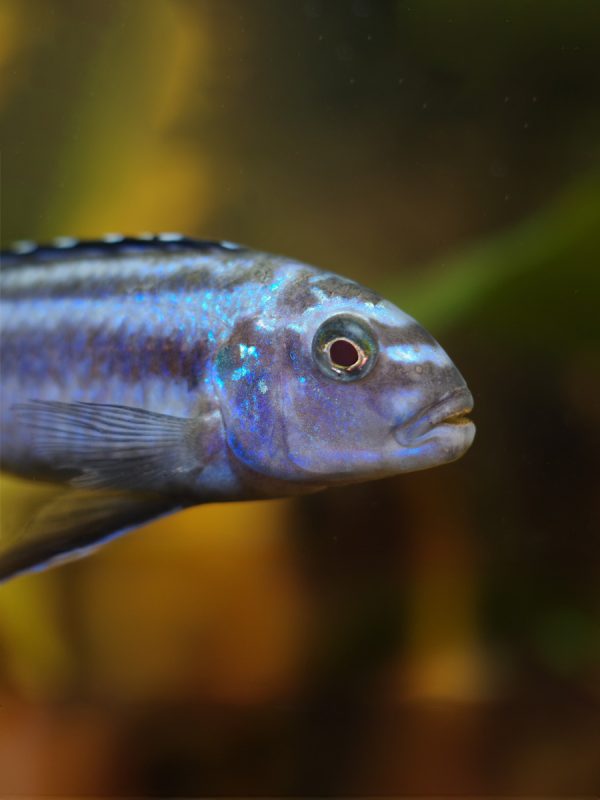 Melanochromis Johanni es territorial y agresivo, especialmente hacia otros machos de su misma especie durante la temporada de reproducción, así como hacia otras especies de Melanochromis similares. Prefiere habitar en la parte inferior y media del acuario.