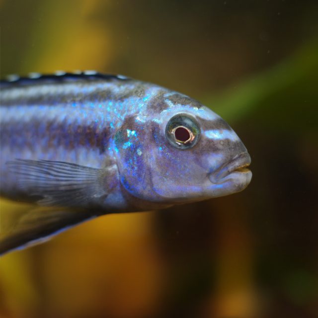 Melanochromis Johanni es territorial y agresivo, especialmente hacia otros machos de su misma especie durante la temporada de reproducción, así como hacia otras especies de Melanochromis similares. Prefiere habitar en la parte inferior y media del acuario.
