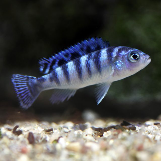 Maylandia Lombardoi puede ser muy agresivo y también territorial. Si colocas otros peces pequeños en el mismo tanque,