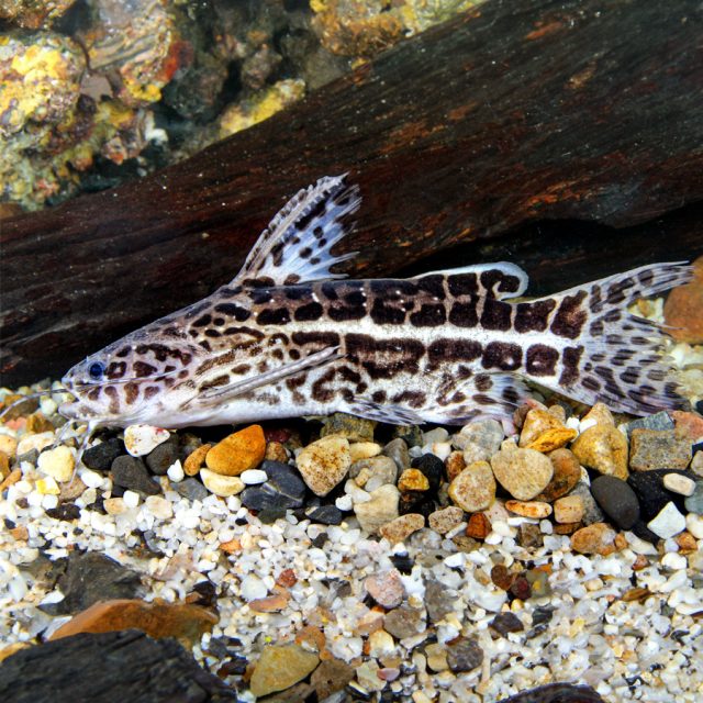Liosomadorus oncinus es un pez que vive en solitario en la vegetación. Es un animal carnívoro de temperamento tranquilo.