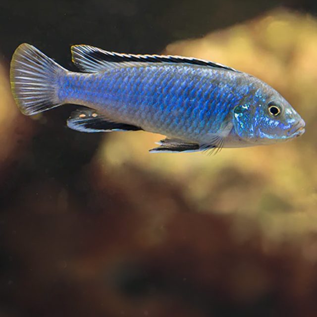 Melanochromis Exasperatus es un cíclido Mbuna que se encuentra comúnmente en la isla Likoma, donde habita en hábitats rocosos ricos en sedimentos.