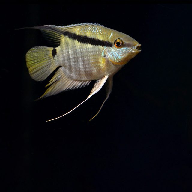 La coloración de Mesonauta Mirificus incluye una banda oblicua negra desde la comisura de los labios hasta el final de la aleta dorsal, dividiendo el cuerpo en dos zonas: una superior verde grisácea con tonos amarillos, y una inferior gris-plata.