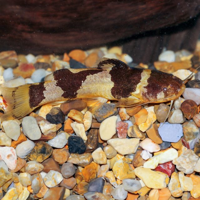 Microglanis Iheringi tiene una cabeza relativamente grande en comparación con el resto de su cuerpo y una boca pequeña en forma de ventosa.