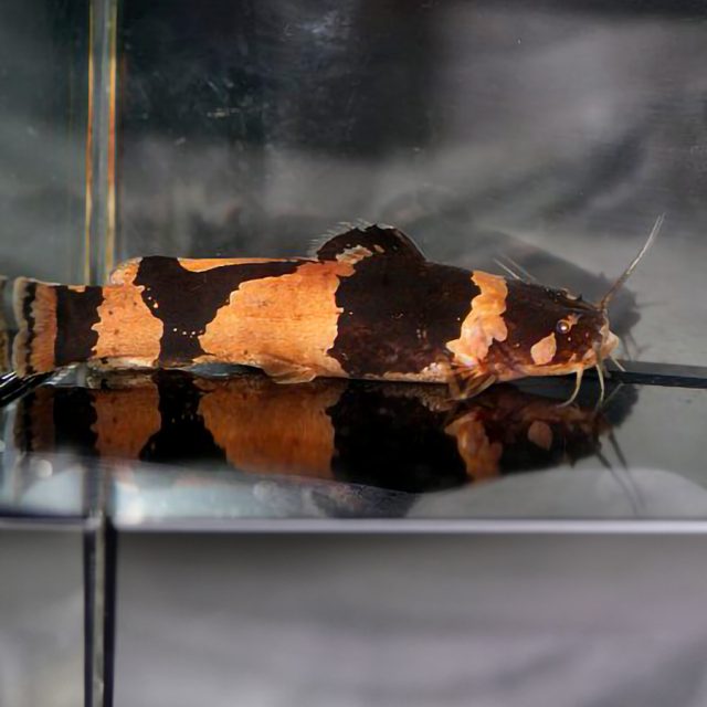 Microglanis Poecilus se caracteriza por su cuerpo alargado y esbelto, con una coloración que varía entre tonos marrones y grises.