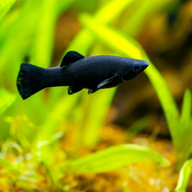 Molly negro La coloración de los Poecilia Sphenops es muy variada, resultado de cruzamientos artificiales realizados por el hombre
