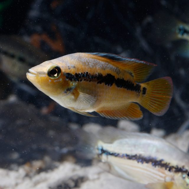 Cichlasoma Salvini tiene un comportamiento territorial y pueden mostrar agresividad hacia otros peces, especialmente durante la cría y la protección de su territorio.