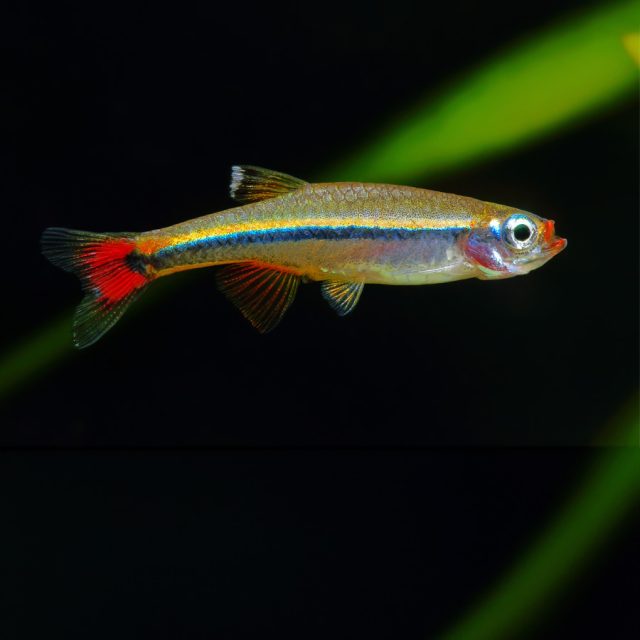 Neon chino este pez es omnívoro, con una inclinación hacia una dieta carnívora. Se recomienda una dieta base de alimentos comerciales, como escamas o gránulos, complementada con alimentos vivos como artemia o larvas congeladas de mosquito rojo.