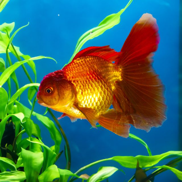 El Goldfish Oranda Chocolate, conocido por su hermosa coloración marrón oscuro que se asemeja al chocolate, es una variante única y altamente valorada de los Goldfish Oranda.