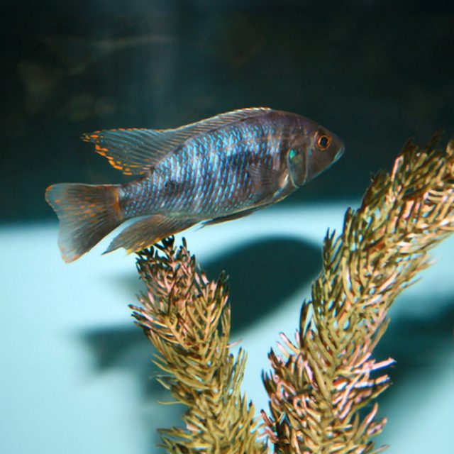 Lo mejor para mantener Otopharynx Ovatus con múltiples hembras y otras especies grandes en un acuario amplio.