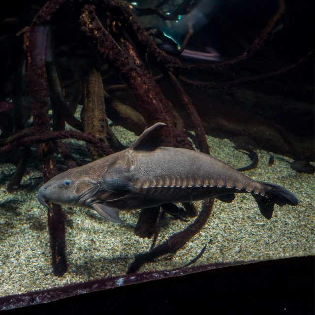 Oxydoras Niger conocido como "cascarudo negro" o "dorado negro". Estos peces prefieren un acuario espacioso con mucho espacio para nadar y explorar. Se beneficiarán de la presencia de troncos, cuevas y plantas robustas, aunque es posible que desentierren plantas vivas debido a su comportamiento de excavación.