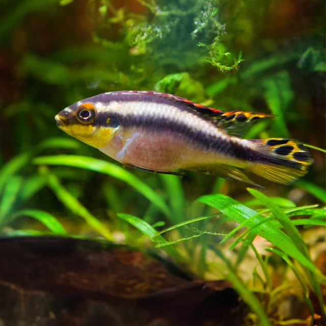 Pelvicachromis Pulcher exhibe un cuerpo predominantemente rojo o rosado, amarillo, plateado y negro. En la parte superior, el dorso es de color amarillo y presenta una franja negra.
