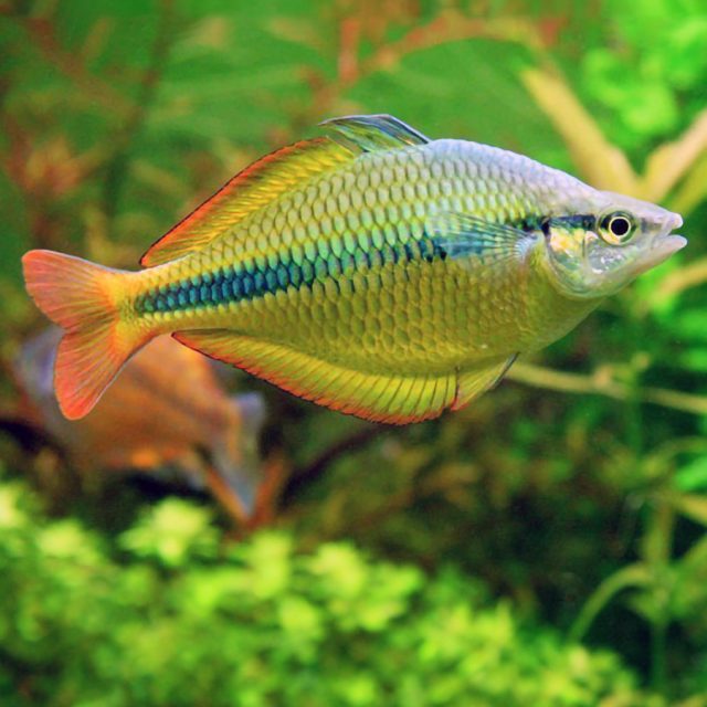 El Melanotaenia Herbertaxelrodi tiene una coloración verde-amarillenta en el cuerpo, con las aletas totalmente cubiertas en naranja. Una línea negra les recorre todo el cuerpo en sentido horizontal.