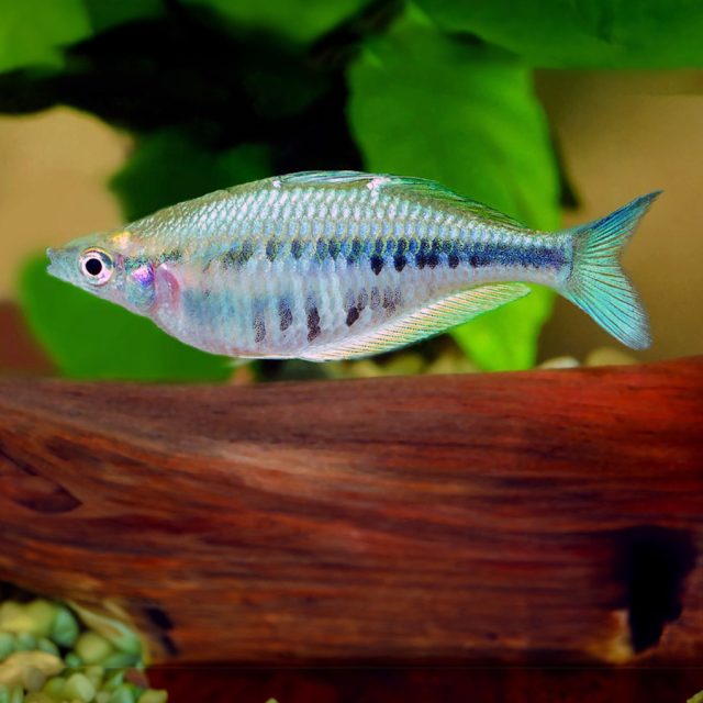 Chilatherina Axelrodi presenta un cuerpo alargado y comprimido lateralmente, con una aleta dorsal larga y elegante que se extiende desde la parte posterior hasta la mitad del cuerpo. Sus colores varían desde tonos azules y verdes hasta amarillos y naranjas