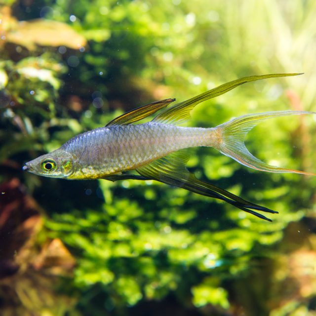 Los peces Iriatherina Werneri prefieren habitar en entornos de aguas claras, como arroyos de corriente lenta, pantanos y lagunas con una vegetación abundante. Suelen residir cerca de las orillas densamente vegetadas de lagunas