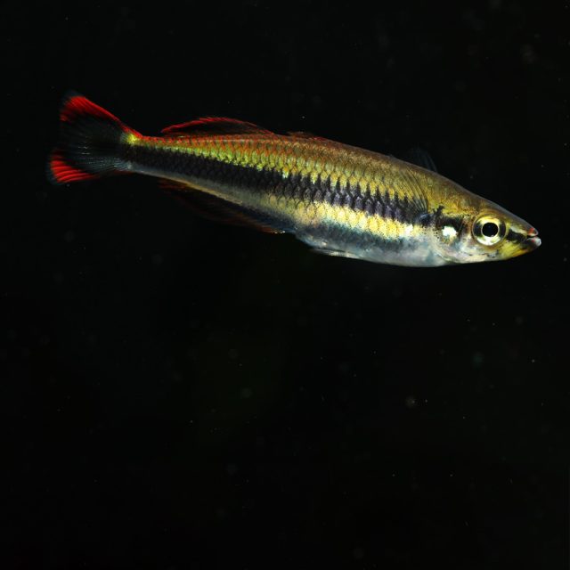 Bedotia Geayi es una especie muy pacífica, puede vivir en un acuario comunitario, siempre en grupos de al menos 5 individuos. De carácter gregario e incansables nadadores, pueden llegar a molestar a peces más tranquilos.