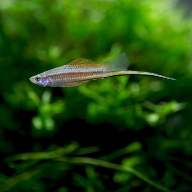 Xiphophorus Helleri o pez espada comun tiene muchas variedades gracias a hibridación hecha por humanos