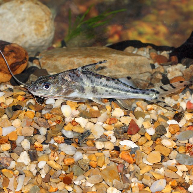 Pimelodus Pictus el cuerpo es de color beige y plateado, cubierto de puntos negros. Las aletas son transparentes y también tienen puntos. Con una longitud máxima de unos diez centímetros, esta especie es una de las más pequeñas de su género.