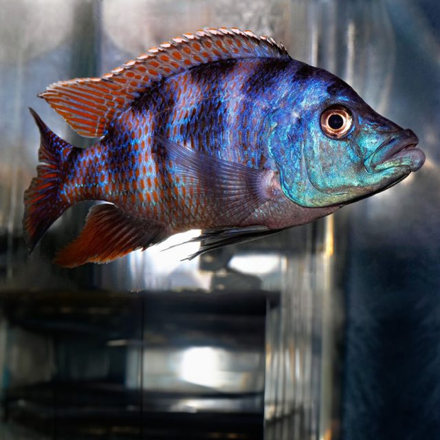 Placidochromis milomo tiende a ser pacífico en comparación con otros cíclidos del lago Malawi. Prefiere habitar en áreas rocosas y se alimenta principalmente de pequeños organismos que encuentra entre las grietas de las rocas.