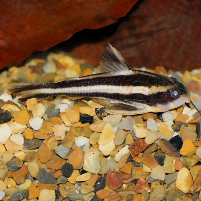 Platydoras Armatulus es una especie pacífica, de hábitos crepusculares a nocturnos. Tienden a permanecer la mayor parte del día escondidos.